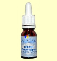 Ceratostigma - Cerato - Lotus Blanc - 30 ml