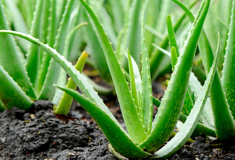 Aloe vera: beneficios, usos contraindicaciones - Herbolario Casa Pià