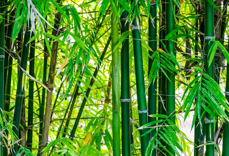 propiedades del bambú