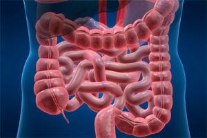 El desequilibrio del aparato digestivo e intestinal