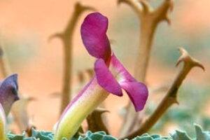 Harpagofito: Planta Medicinal