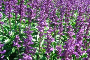 Salvia: Propiedades de la Planta Medicinal