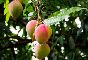 Mango Africano: Propiedades y Beneficios