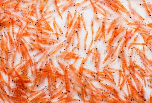 Aceite de krill: propiedades y beneficios