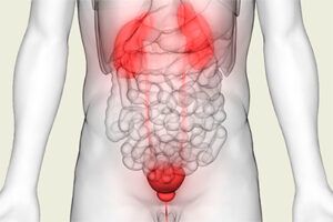 D-manosa: Infecciones del tracto urinario